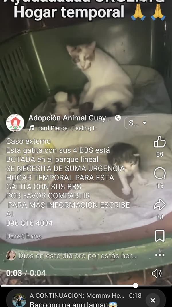 5 animalitos