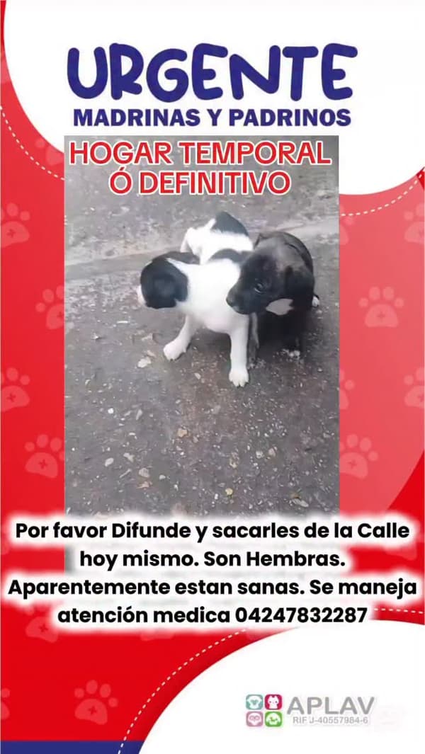 2 animalitos
