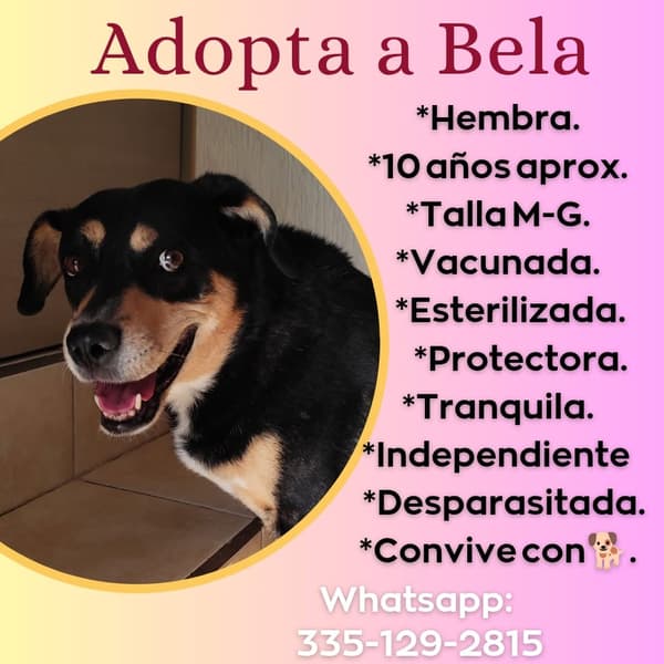 Bela