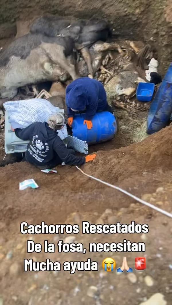 7 animalitos