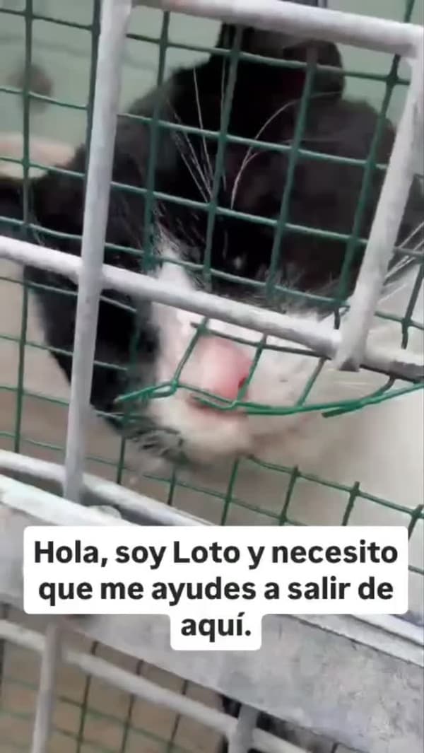 Loto