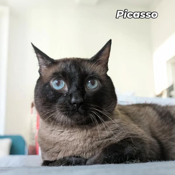 Picasso
