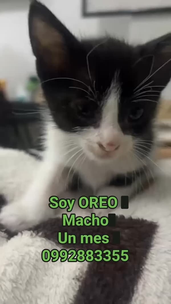 Oreo