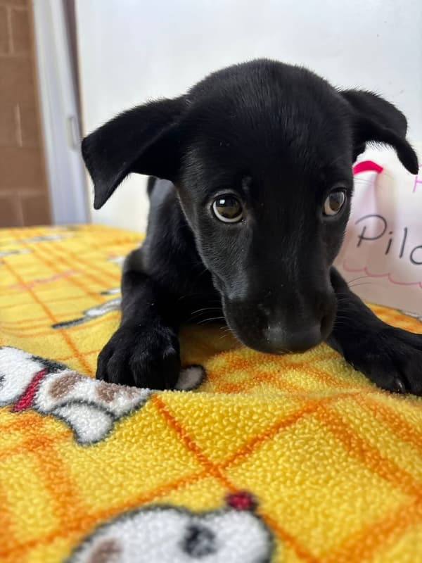 Piloncita