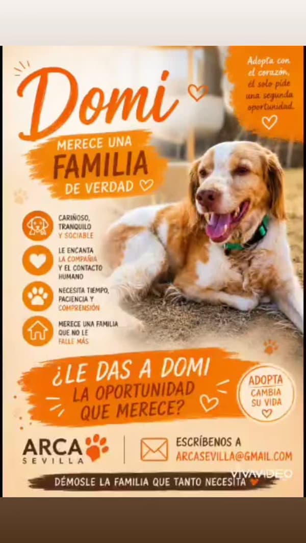 Domi
