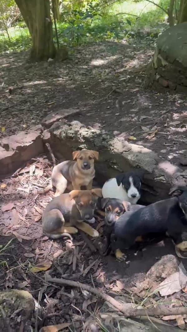 5 animalitos