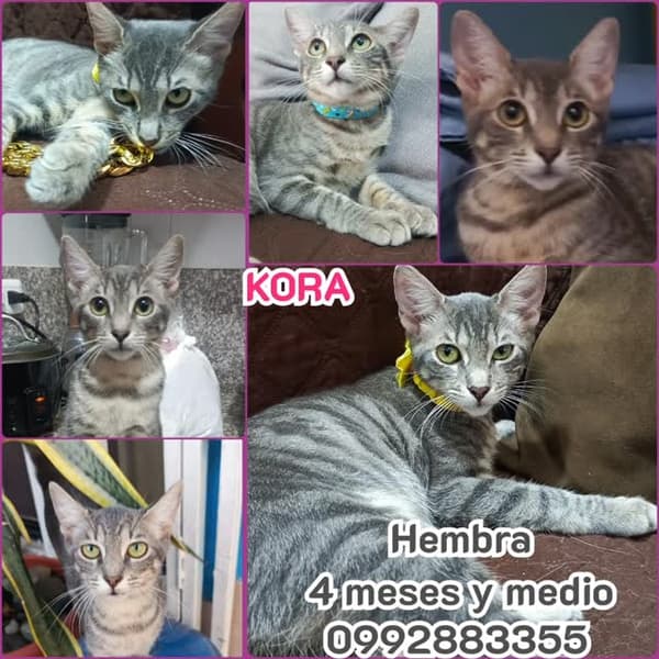 KORA