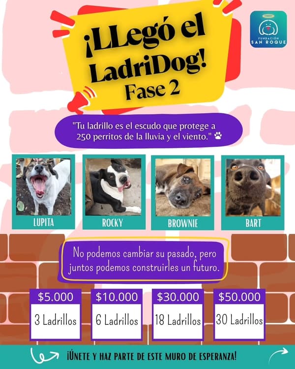 Lupita, Rocky, Brownie +1