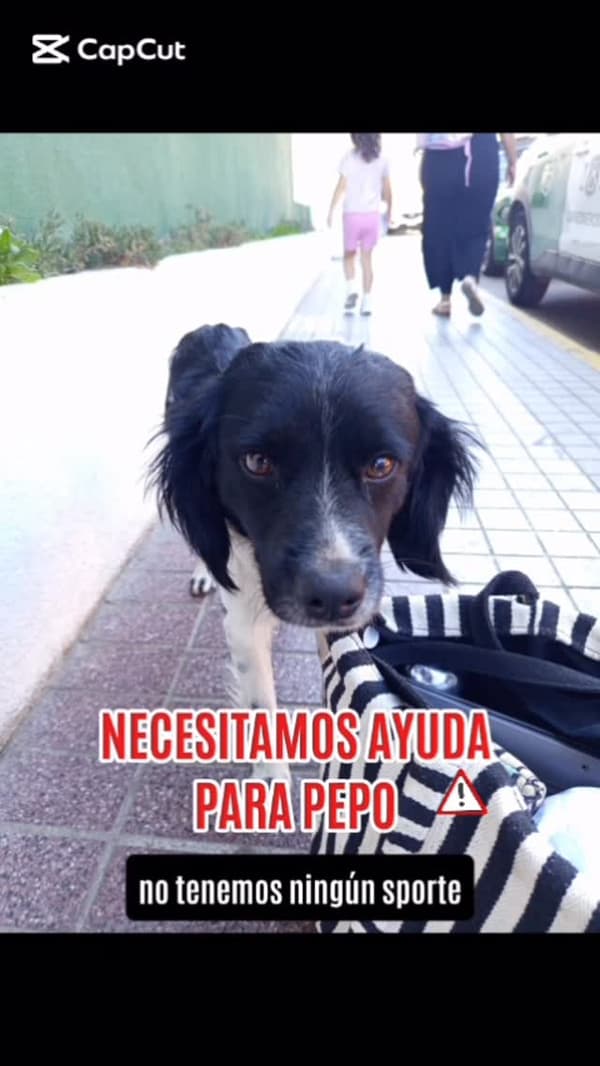 Pepo