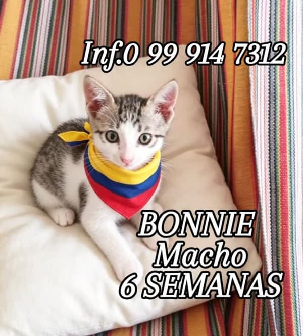 Bonnie