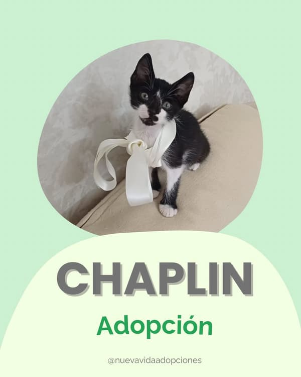 Chaplin