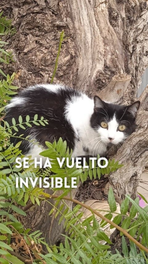 Blanki