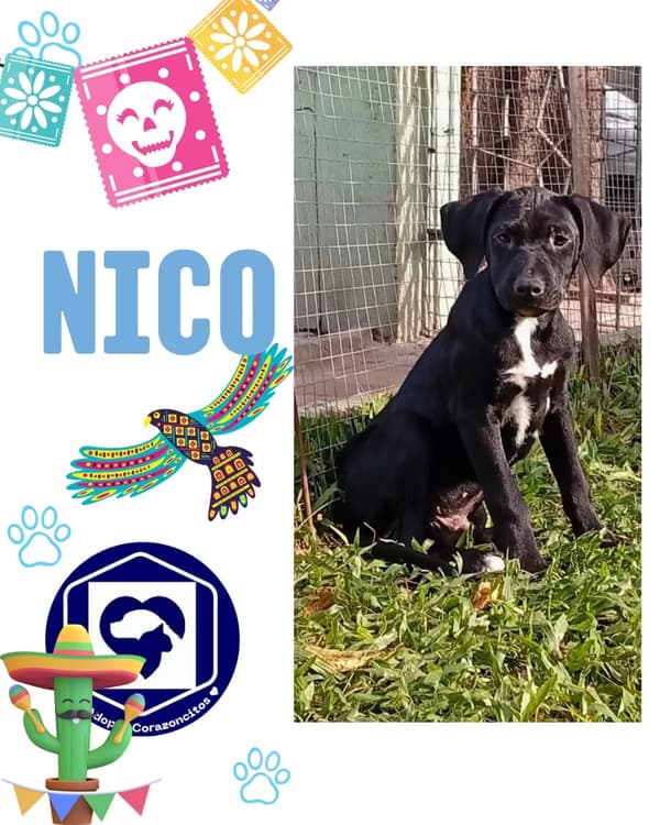 Bruno, Nico