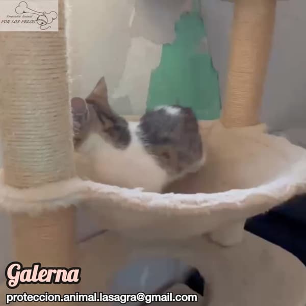Galerna