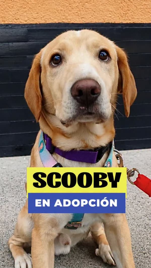 Scooby