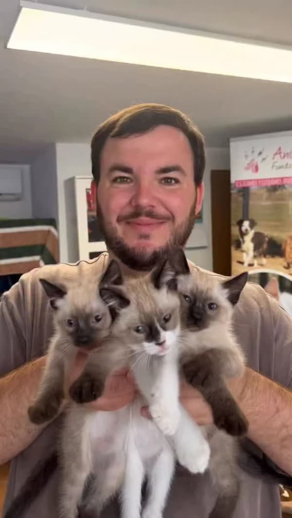3 animalitos