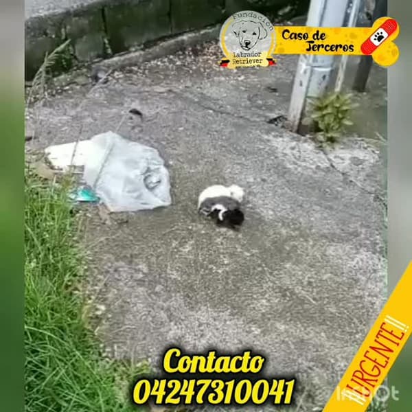 3 animalitos