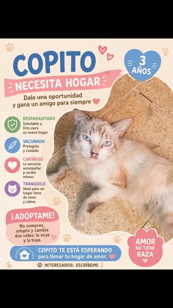 Copito
