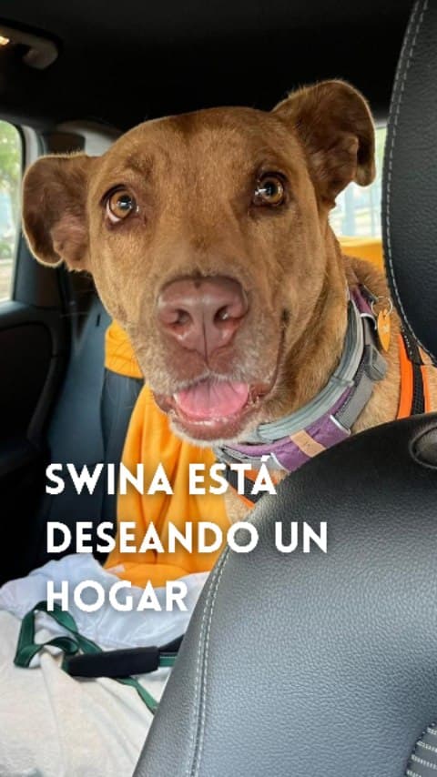 Swina