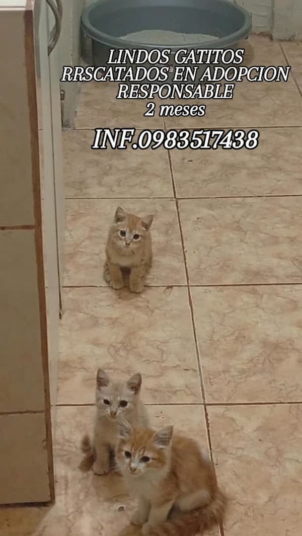 3 animalitos