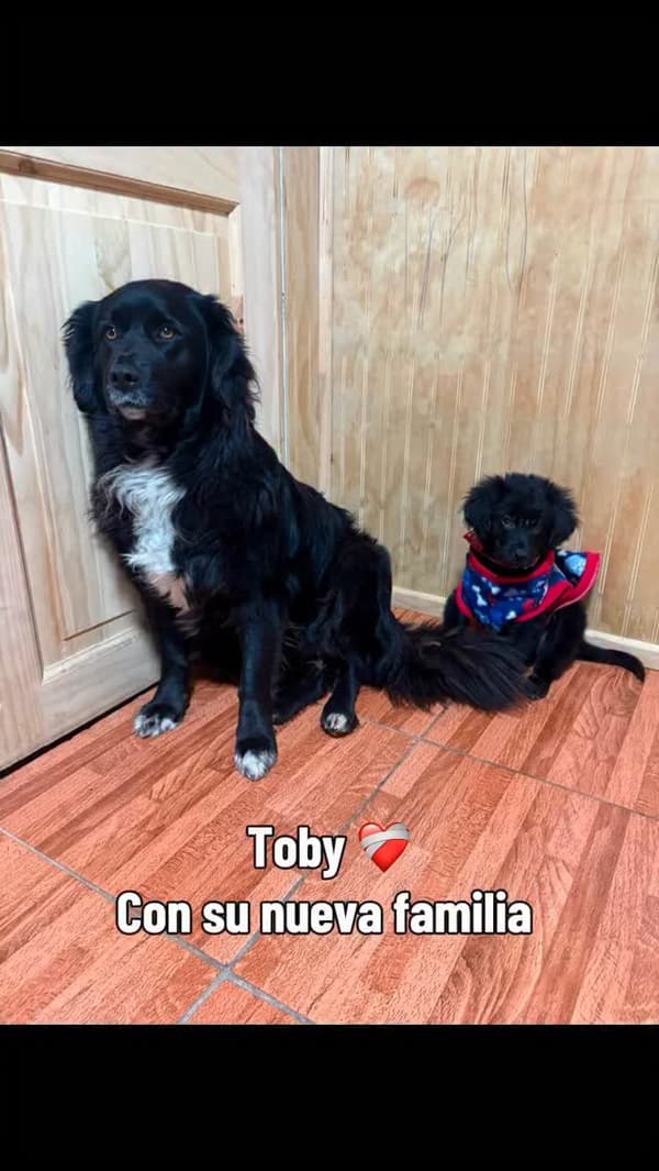 Toby, Rocky, Turrón