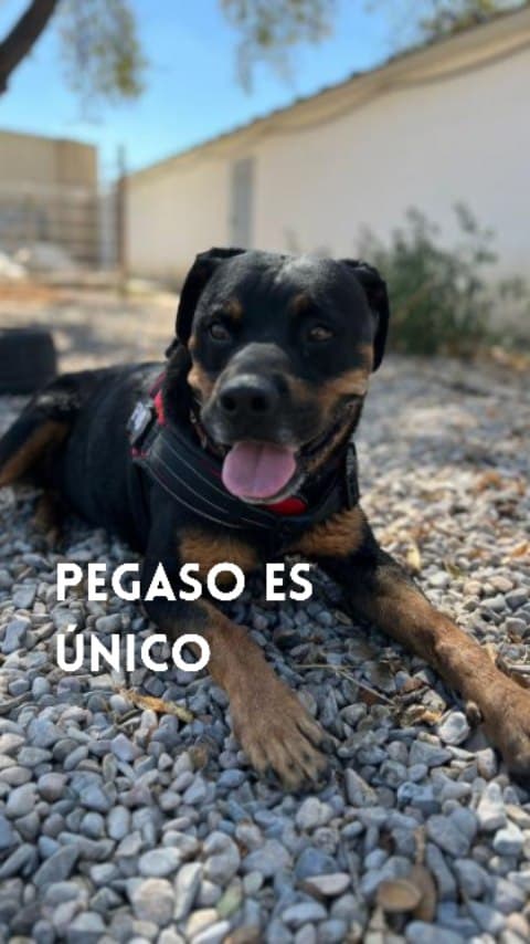 Pegaso