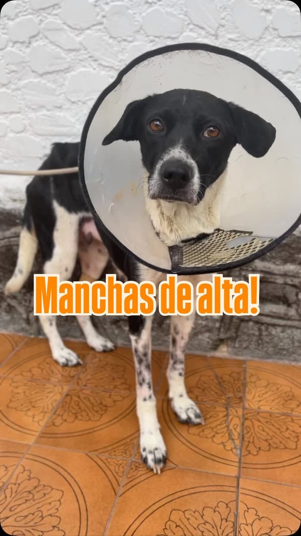 Manchas
