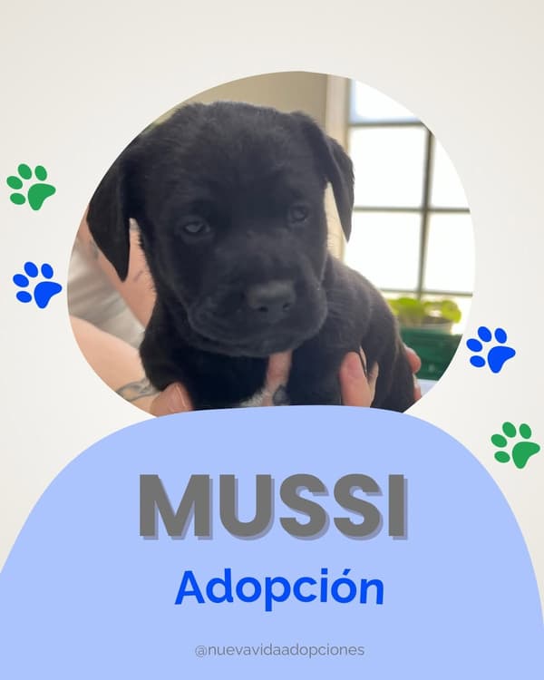 MUSSI