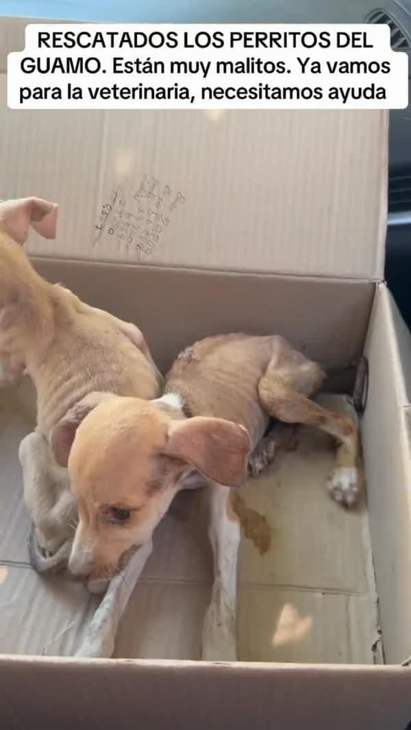 2 animalitos