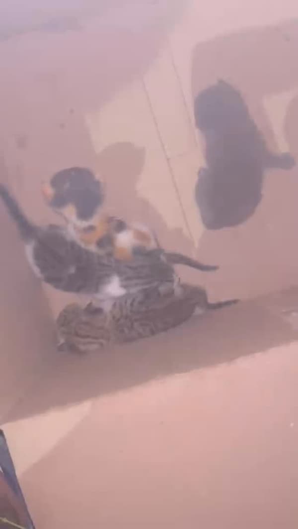 4 animalitos