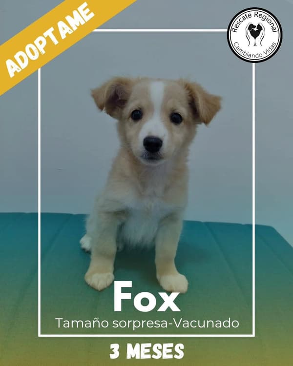 Fox