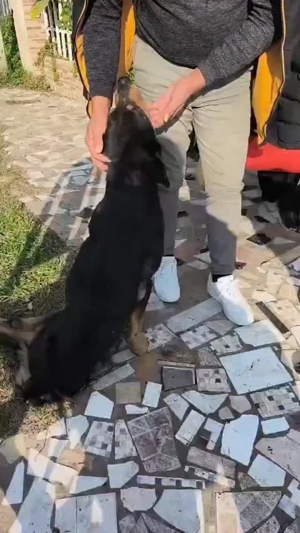 Jorgito