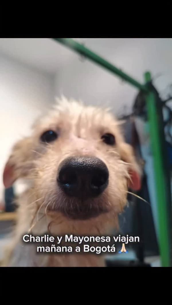 Charlie, Mayonesa