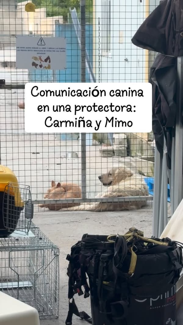 Carmiña, Mimo