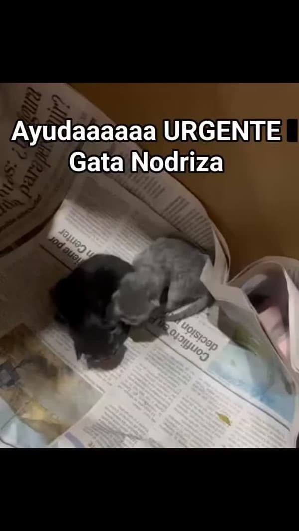 3 animalitos