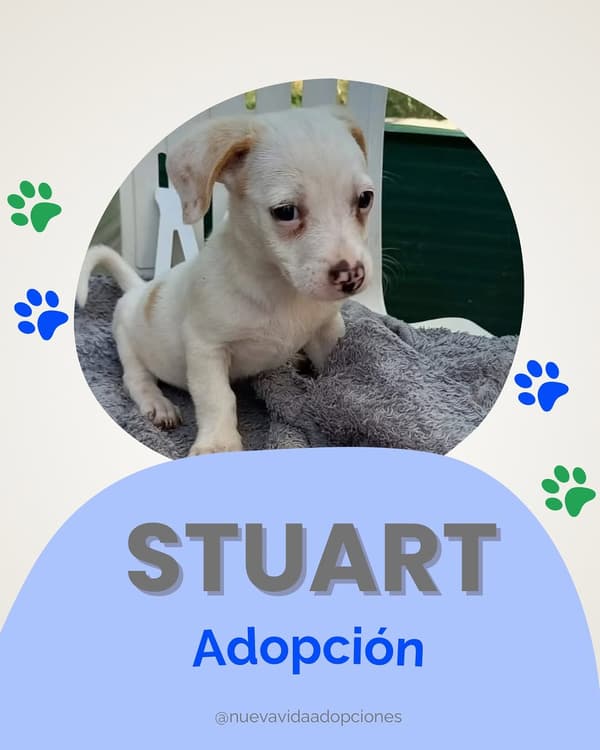 Stuart