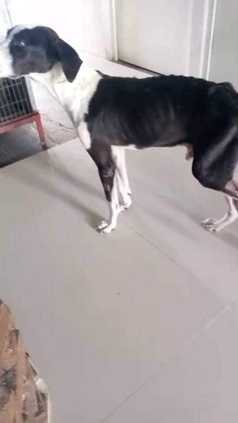 El Negro