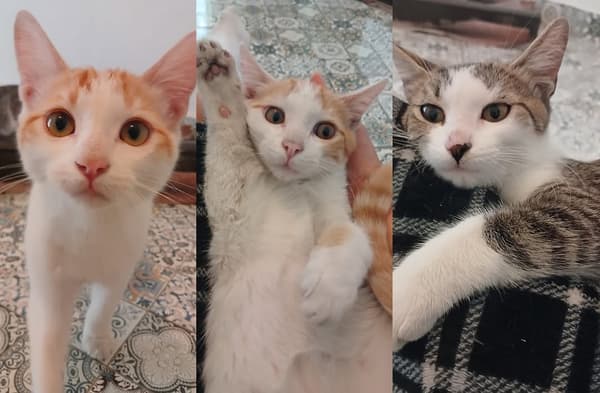 Romulo, Remo, Greta