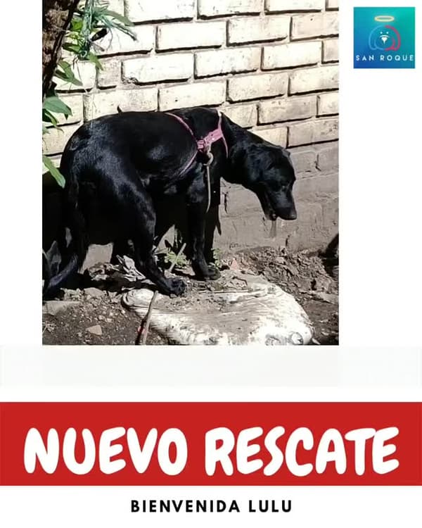 Lulú