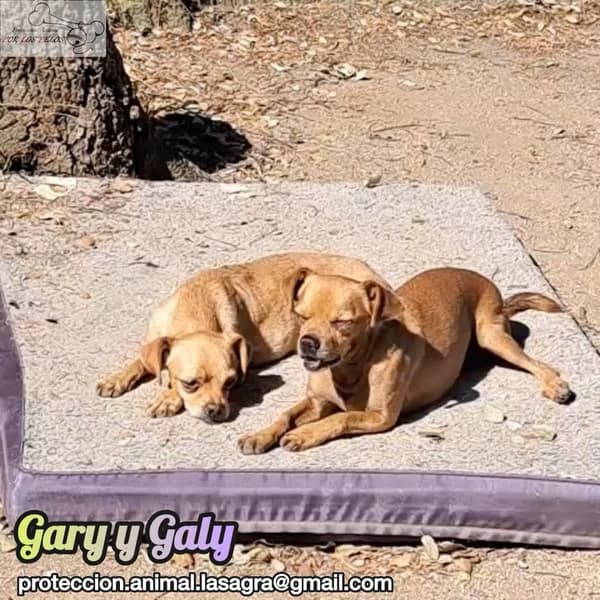 Gary, Galy