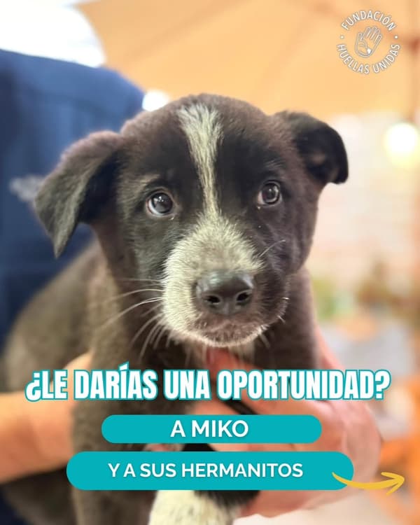 Miko
