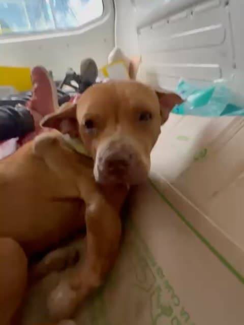 NAVI