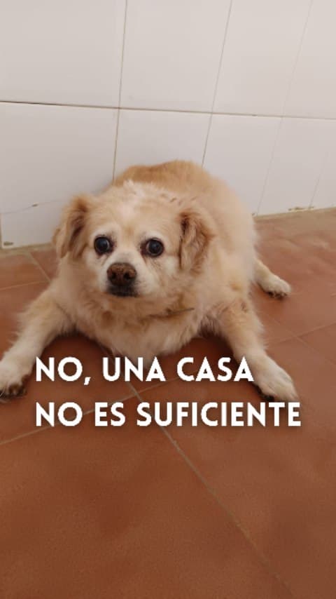 Lolita