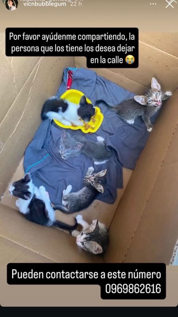 6 animalitos