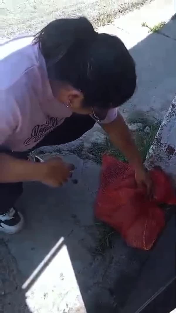 3 animalitos