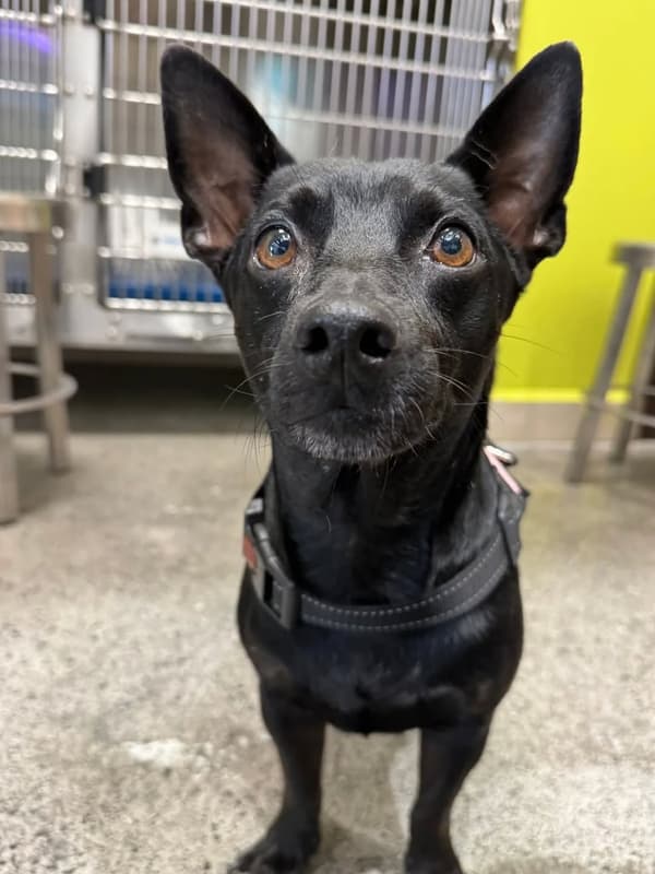 Canelo