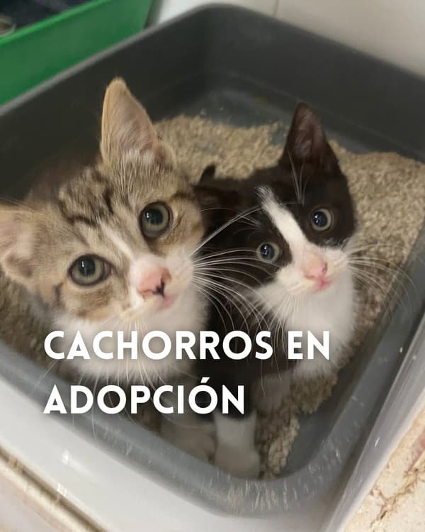 2 animalitos