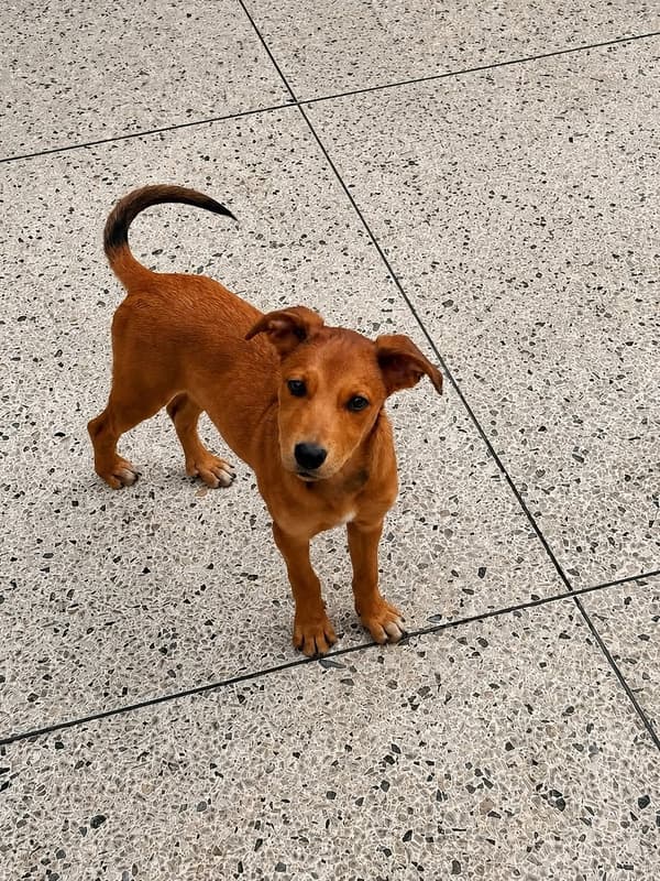 Canela
