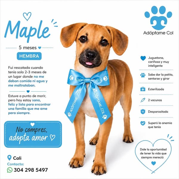 Maple