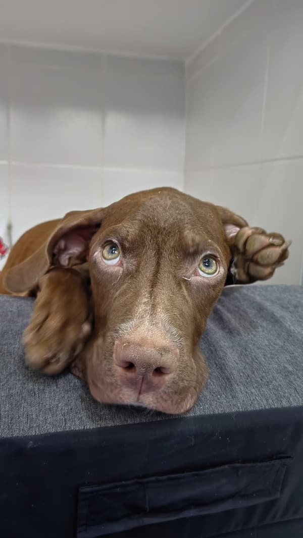 Astro